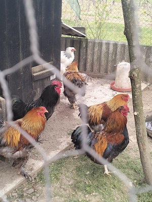 Vând cocosi - imagine 2