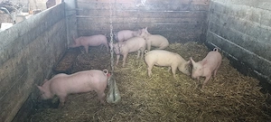  Purcei din Scroafe TN70 import Danemarca montate cu vier de pietrean  - imagine 4