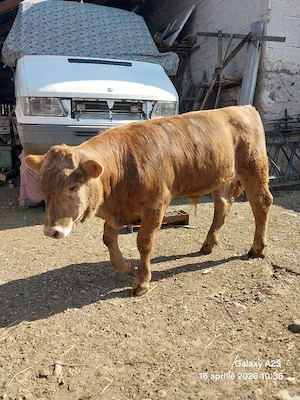 Vacă de vânzare cu vițel