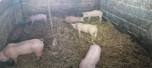  Purcei din Scroafe TN70 import Danemarca montate cu vier de pietrean  - imagine 3