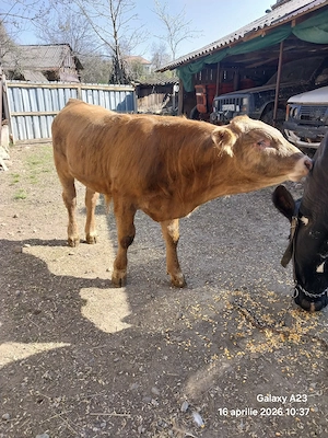 Vacă de vânzare cu vițel - imagine 2