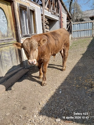 Vacă de vânzare cu vițel - imagine 4