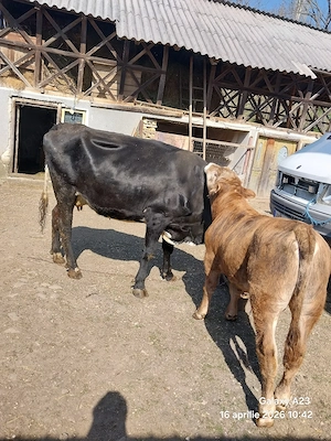 Vacă de vânzare cu vițel - imagine 5