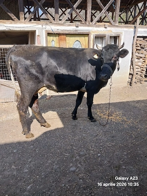 Vacă de vânzare cu vițel - imagine 3