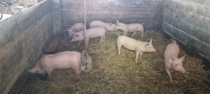  Purcei din Scroafe TN70 import Danemarca montate cu vier de pietrean 