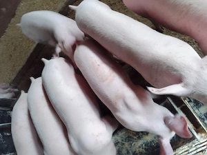 Porci și purcei 50kg-300kg