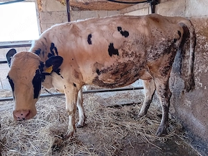 De vânzare vacă holstain tânără 