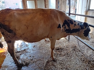 De vânzare vacă holstain tânără  - imagine 2
