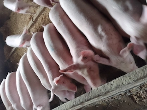 Porci mari și purcei 