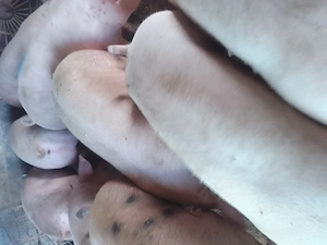 Porci mari și purcei  - imagine 3