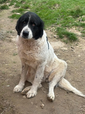Vând cățea ciobanesc romanesc de bucovina 