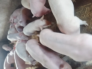 Porci și purcei 50kg-300kg - imagine 2