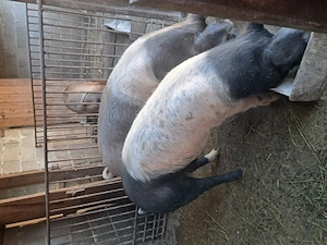 Scrofițe de vânzare  - imagine 2