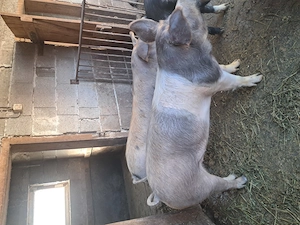 Scrofițe de vânzare  - imagine 3