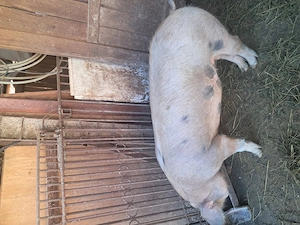 Scrofițe de vânzare  - imagine 4