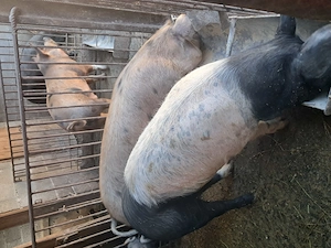 Scrofițe de vânzare 