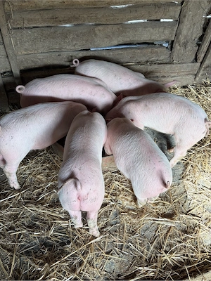 de vanzare  - imagine 4