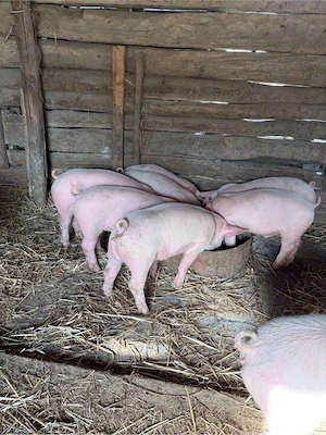 de vanzare  - imagine 2