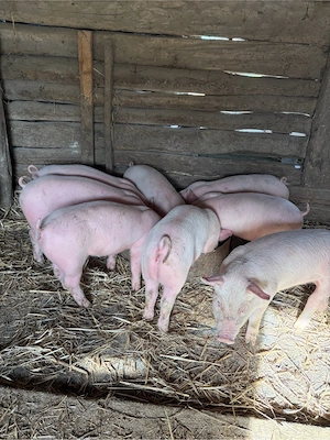 de vanzare  - imagine 3