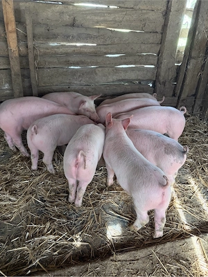 de vanzare  - imagine 5