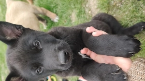 Ciobanesc belgian malinois