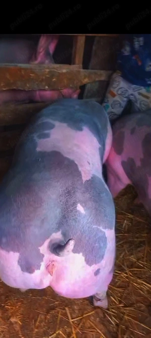 De vânzare 2 scrofite pietrain belgian pur 