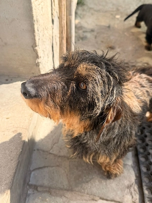 Teckel sarmos - imagine 4