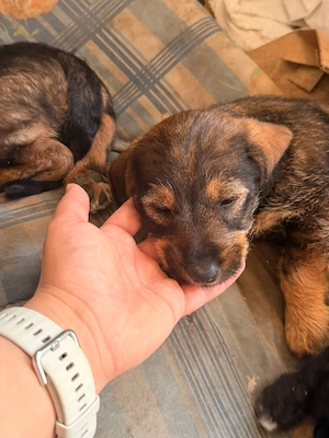 Teckel sarmos - imagine 2