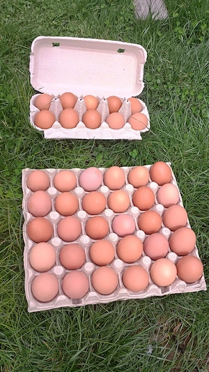 Vand ouă de casa, de la gaini crescute în curte