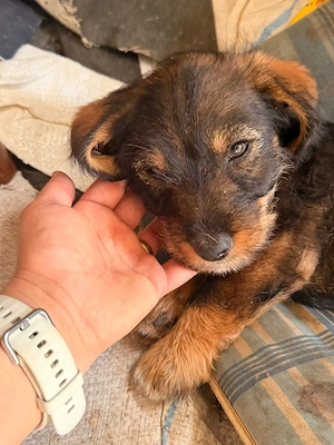 Teckel sarmos - imagine 3