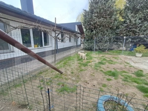 Proprietate deosebită 2 case, lac de pește, finisaje premium  - imagine 14