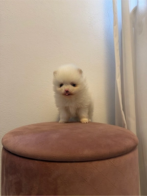 Vând Pomeranian adorabil cu pedigree!  - imagine 4