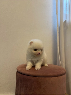 Vând Pomeranian adorabil cu pedigree!  - imagine 3