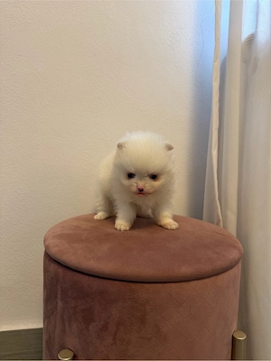 Vând Pomeranian adorabil cu pedigree!  - imagine 5