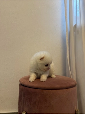 Vând Pomeranian adorabil cu pedigree!  - imagine 2