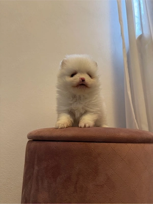 Vând Pomeranian adorabil cu pedigree! 