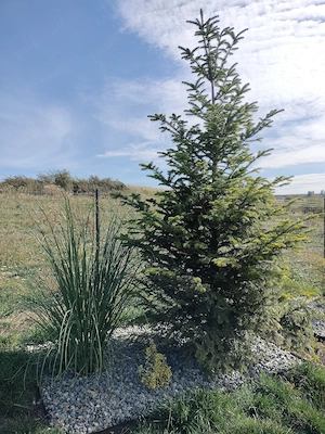 Ofer doritorilor grădina de relaxare și stat în tihnă, Cluj-Napoca