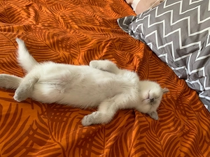 British shorthair color point - imagine 2