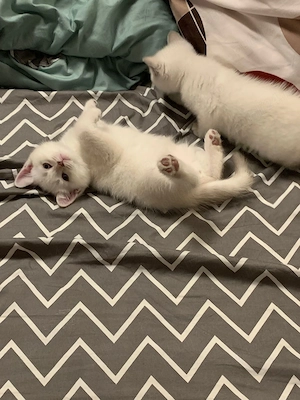 British shorthair color point - imagine 3