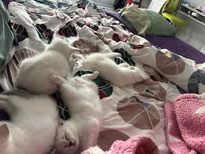 British shorthair color point - imagine 5