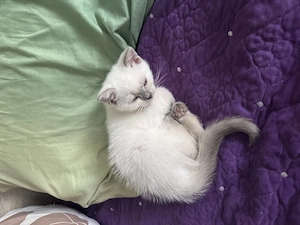 British shorthair color point - imagine 4