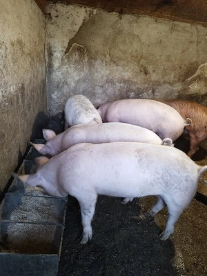 Vând 2 din 5, sunt trei femele și doi masculi