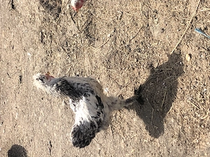 Vând cocosi tineri. - imagine 3