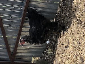 Vând cocosi tineri. - imagine 2