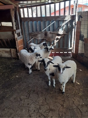 Vand mielute miei  - imagine 2