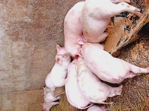 Vând purcei Landrace