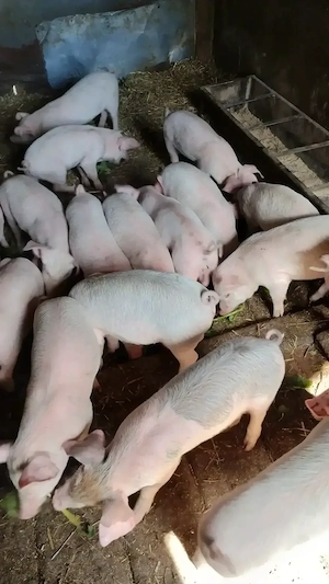 Vând purcei 9 săptămâni  - imagine 4