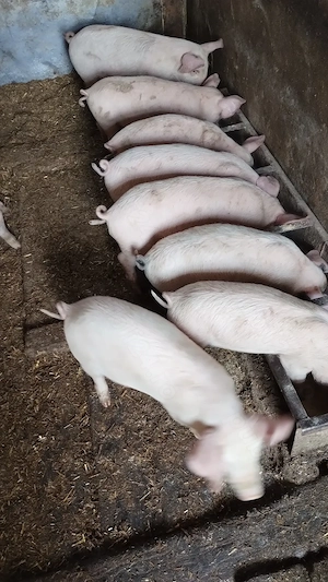 Vând purcei 9 săptămâni  - imagine 3