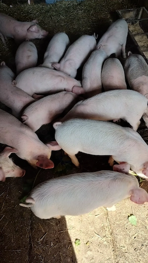 Vând purcei 9 săptămâni  - imagine 2