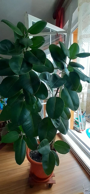 Vand ficus